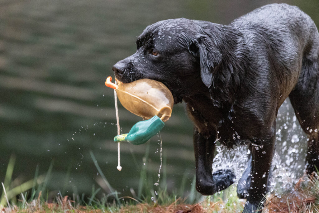 24169831-0e1b878c1eb53910582a